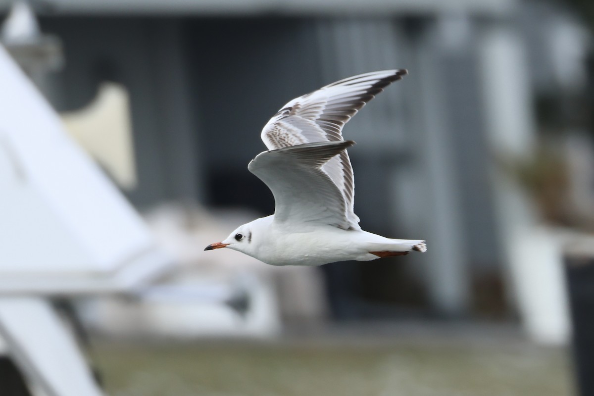 Black-headed Gull - ML613767386