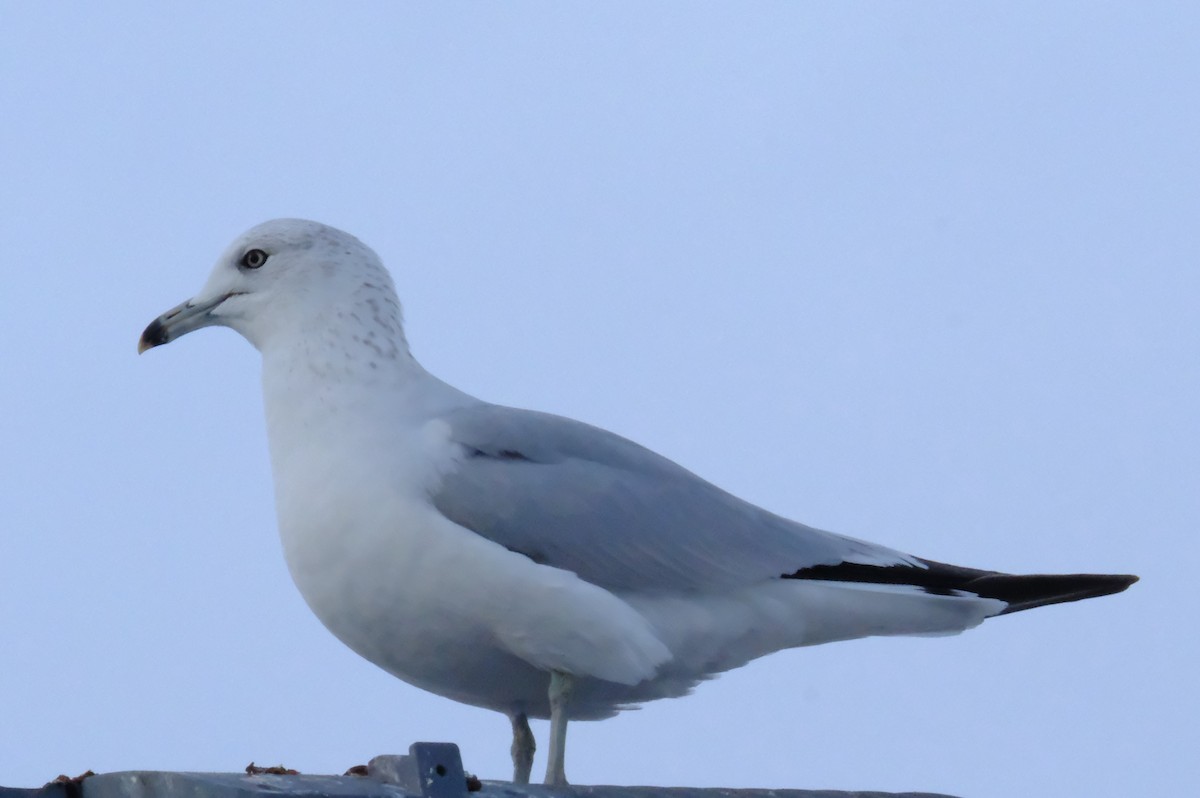 Ring-billed Gull - Klaus Bielefeldt