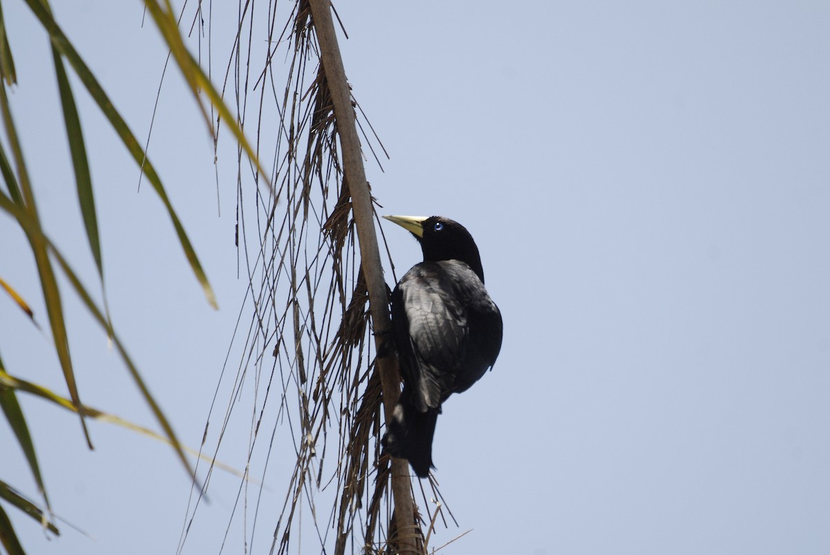 Red-rumped Cacique - Maxime Zucca