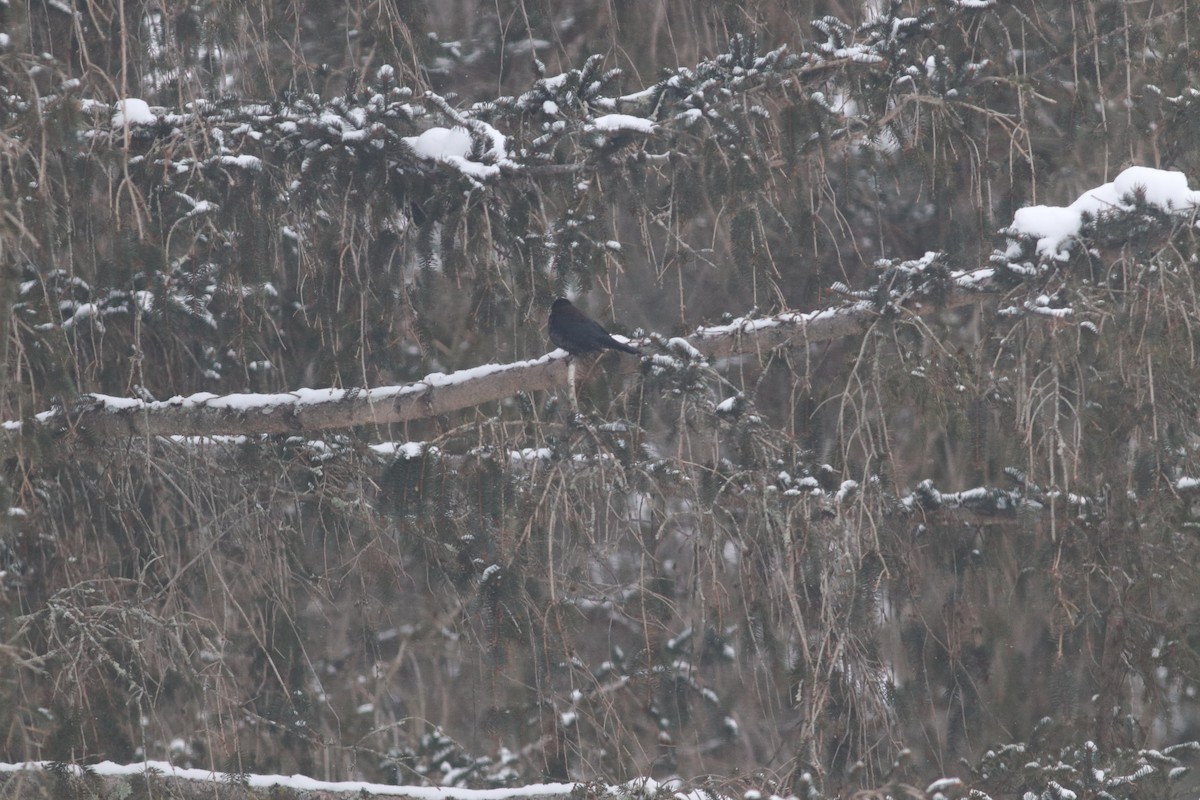 Rusty Blackbird - ML613767455