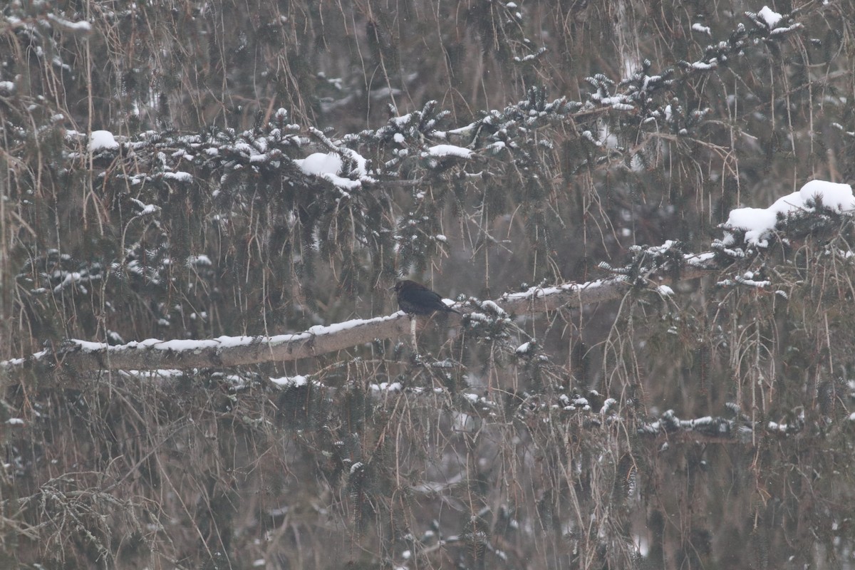 Rusty Blackbird - ML613767456