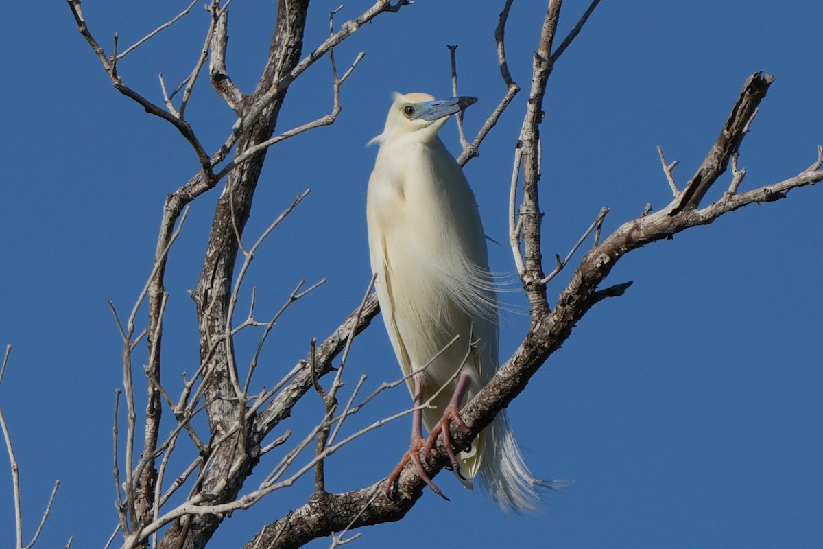 Malagasy Pond-Heron - ML613767492