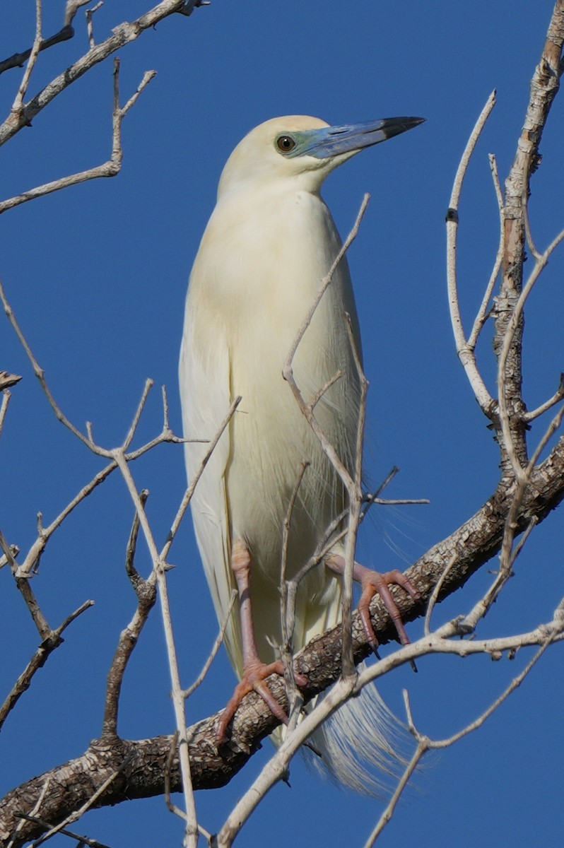 Malagasy Pond-Heron - ML613767498