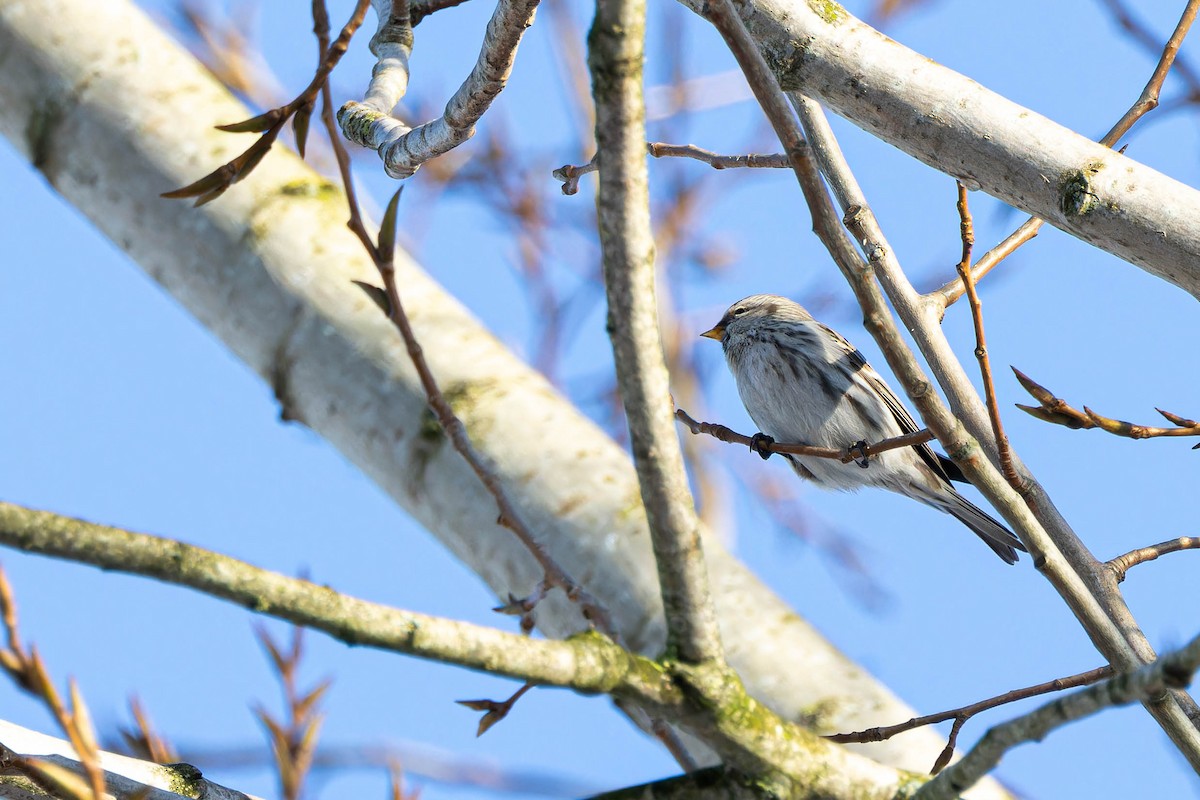 Common Redpoll (flammea) - ML613767514