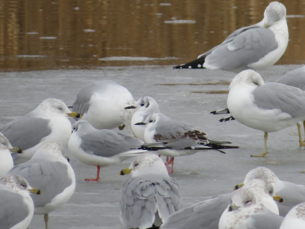 Bonaparte's Gull - ML613767553