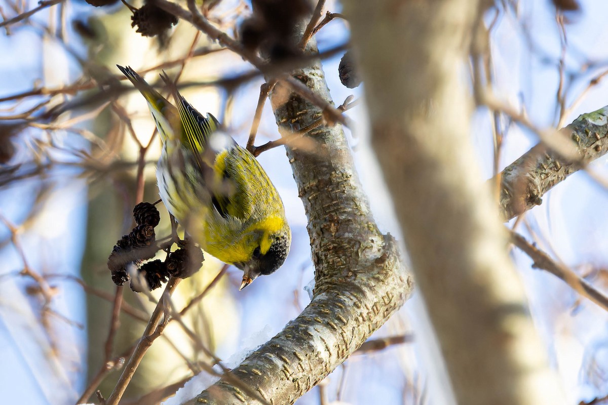 Eurasian Siskin - ML613767591