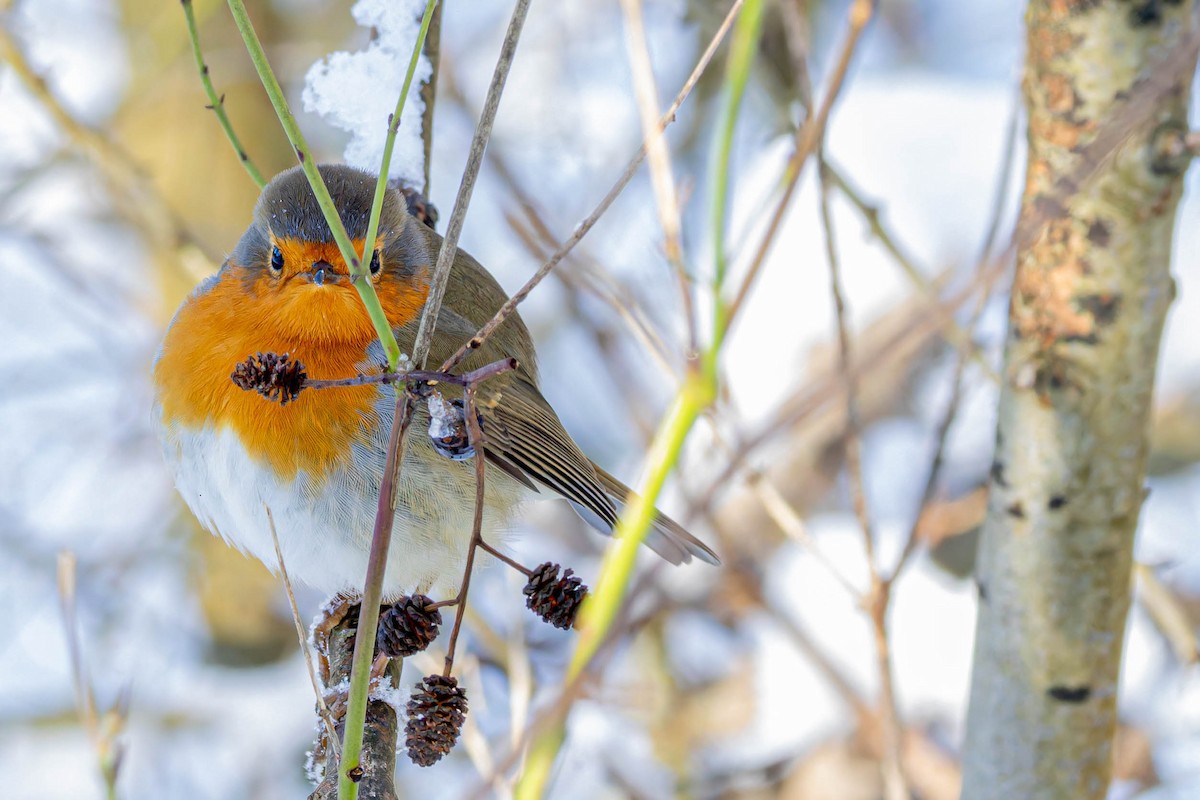 European Robin - ML613767624