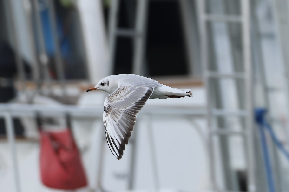 Black-headed Gull - E R