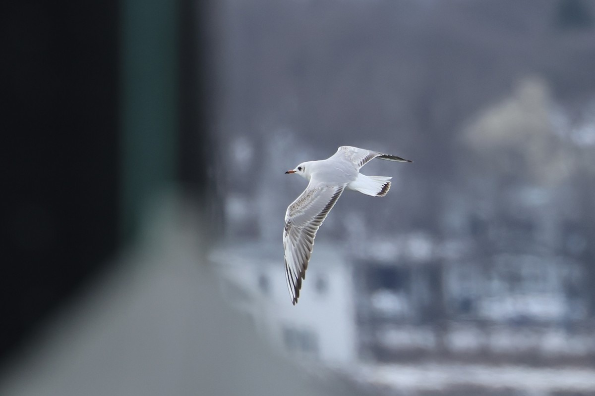 Black-headed Gull - E R