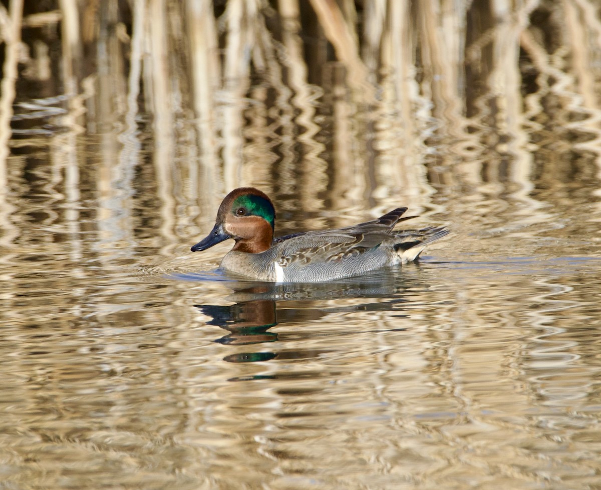 Green-winged Teal - ML613767648