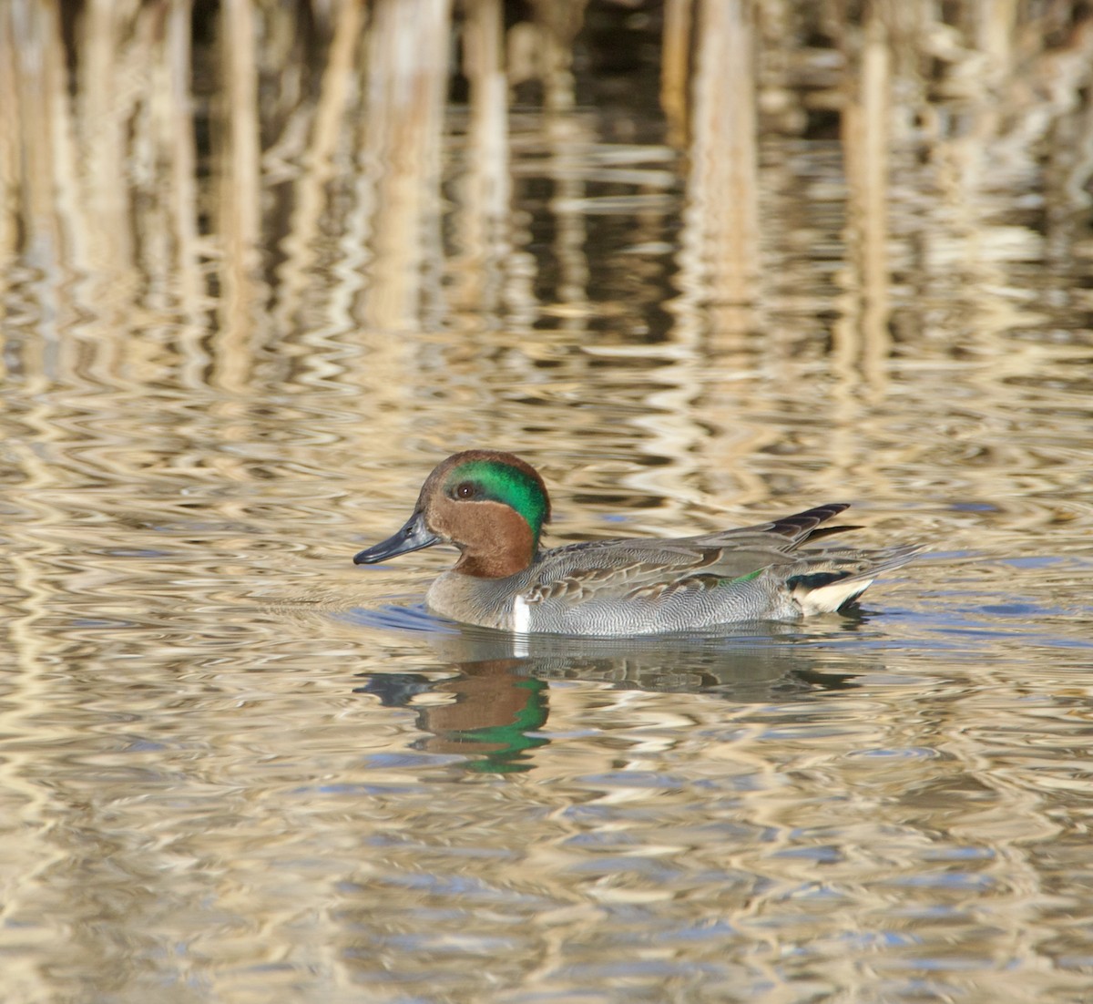 Green-winged Teal - ML613767649