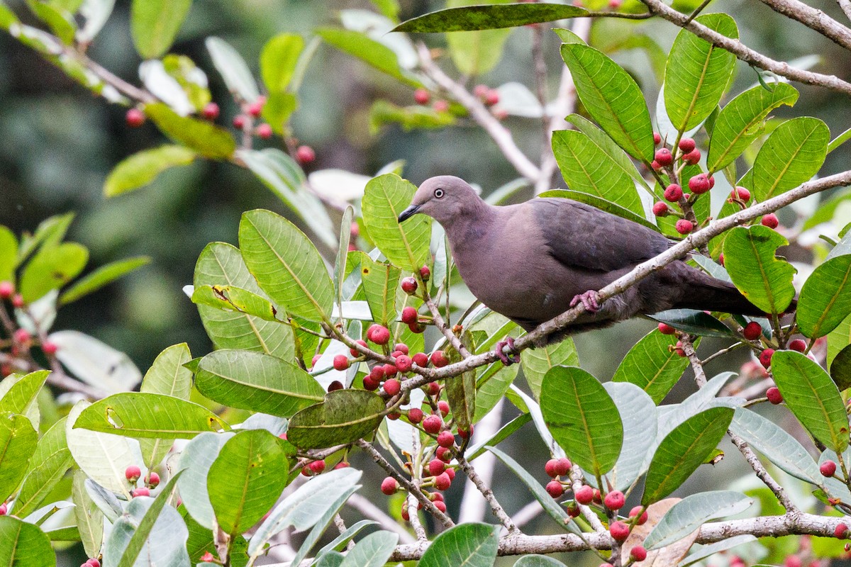 Plumbeous Pigeon - ML613767687