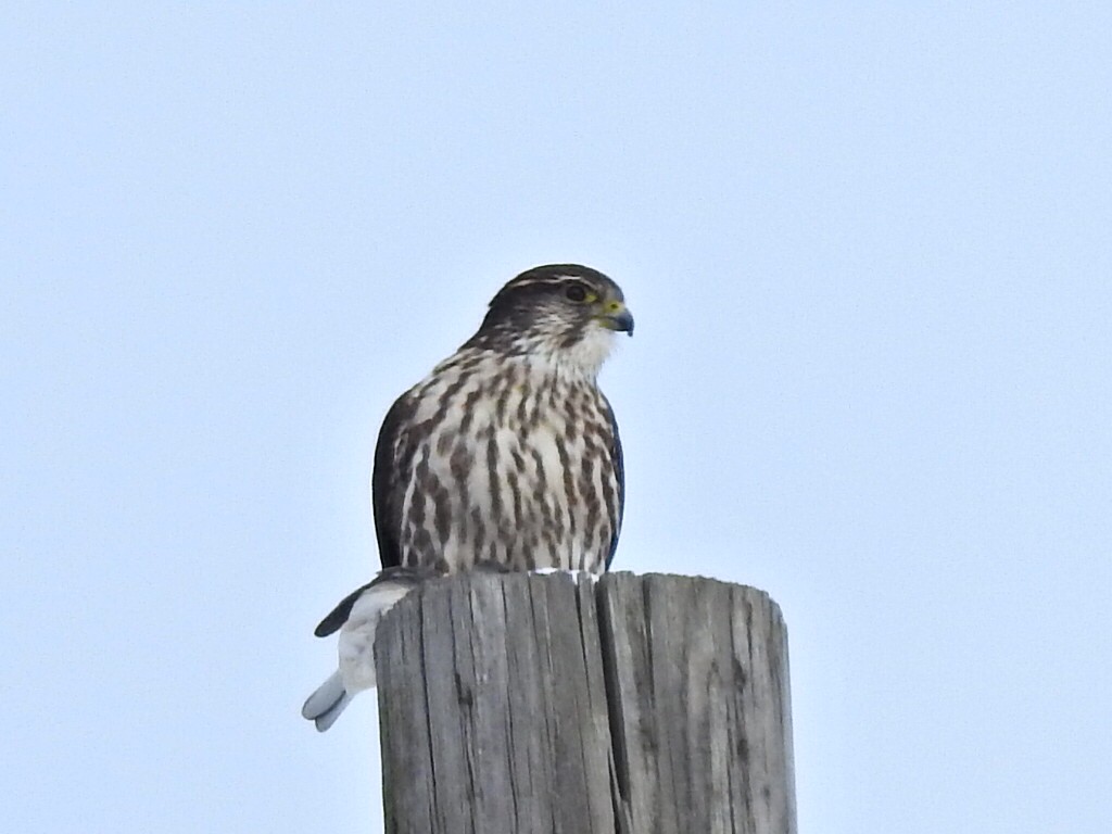 Merlin - Jeff Goff