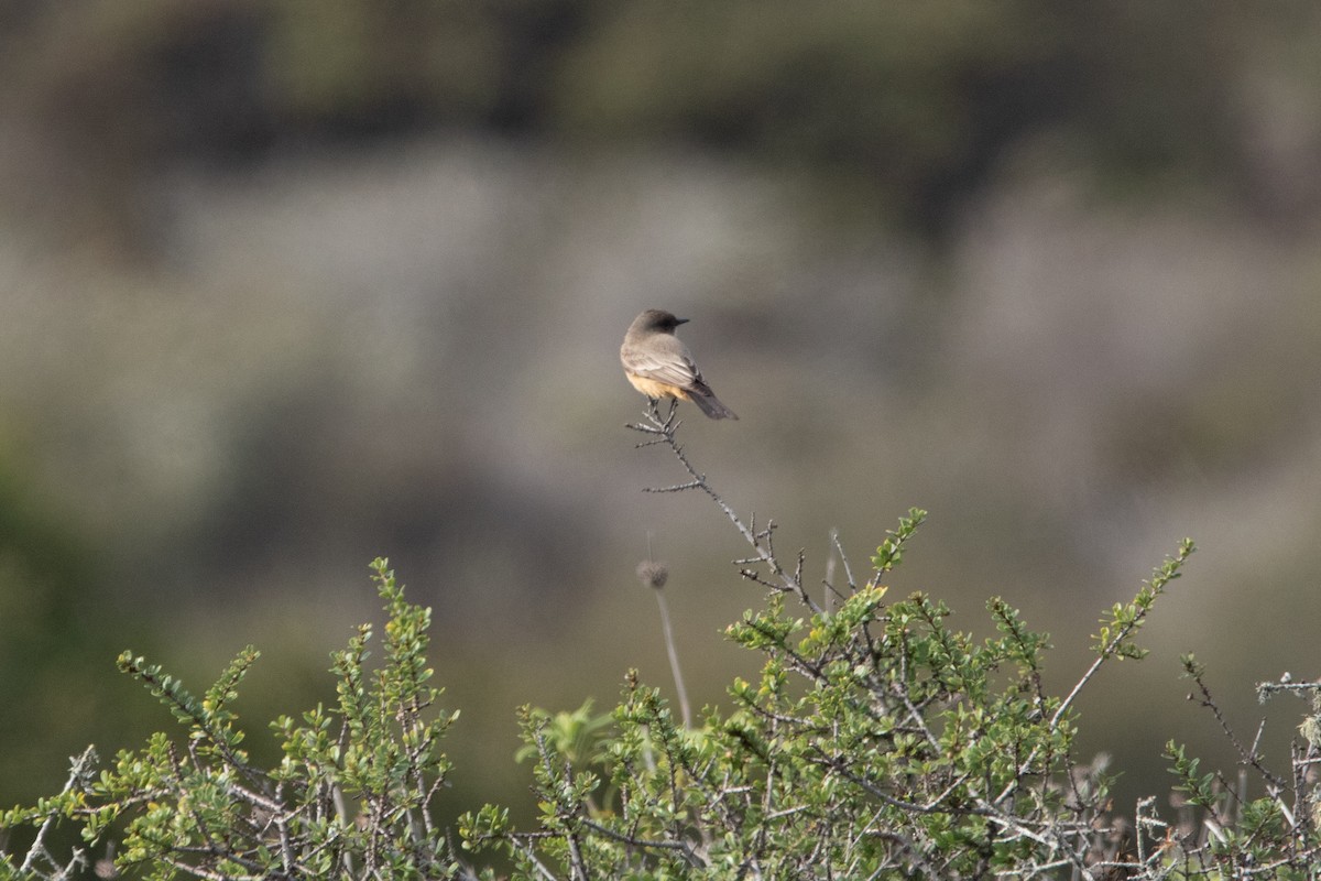 Say's Phoebe - Kate Reed