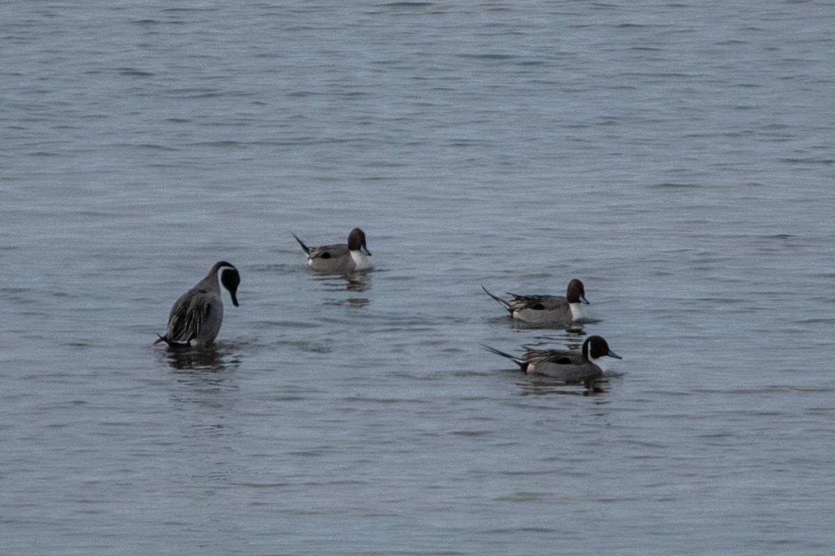 Northern Pintail - Kate Reed