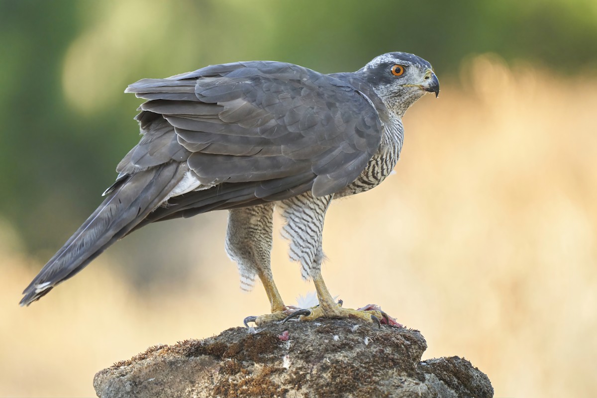 Eurasian Goshawk - Kevin Hughes