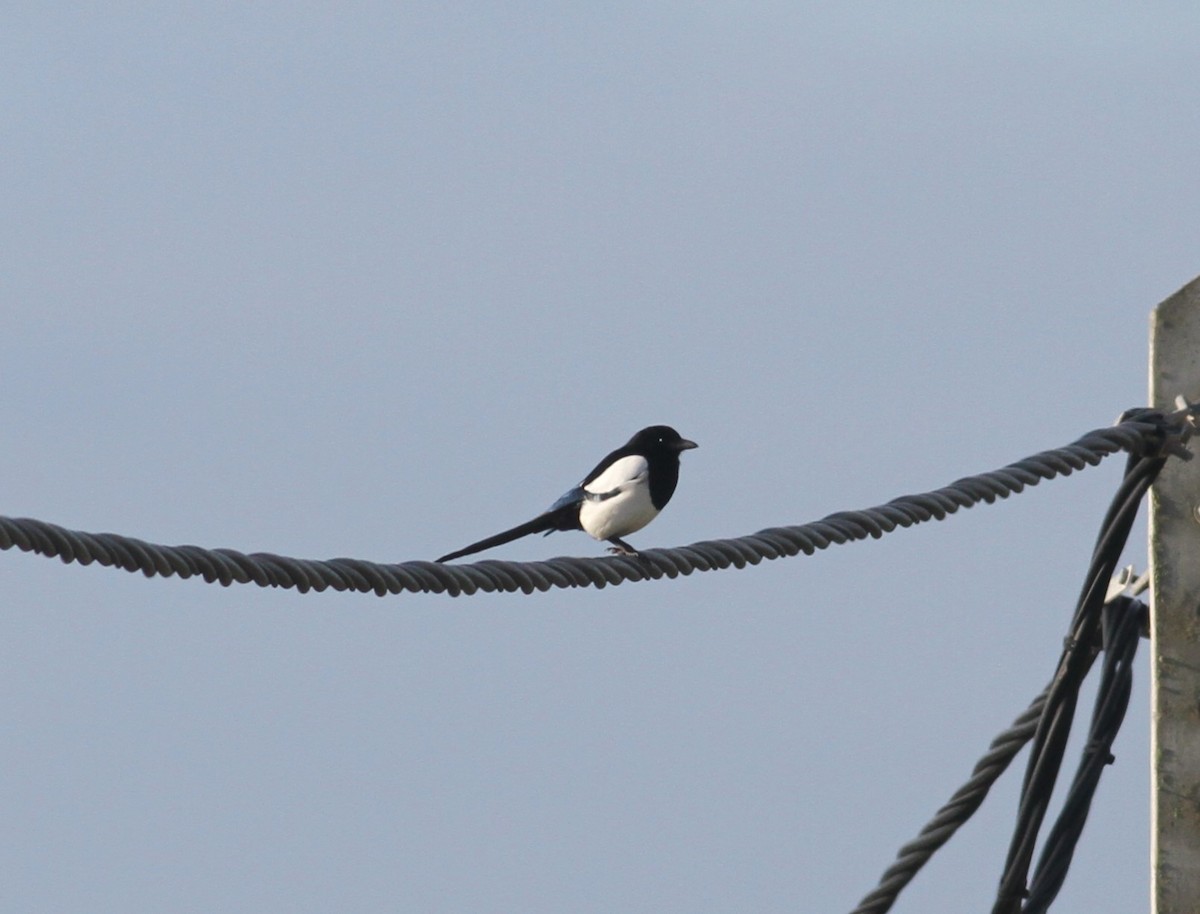 Eurasian Magpie - ML613768087