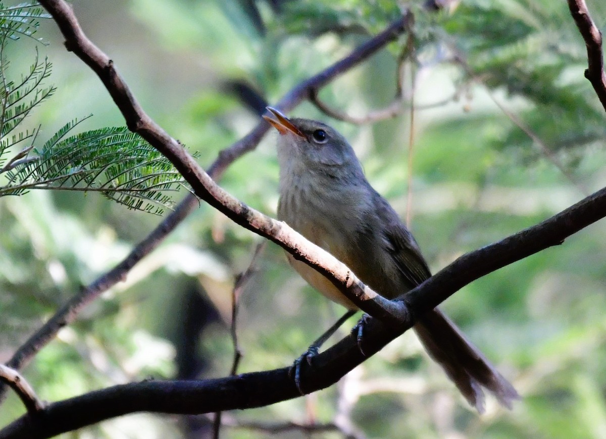 Malagasy Brush-Warbler - Sia McGown