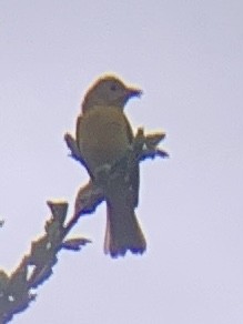 Summer Tanager - ML613768109