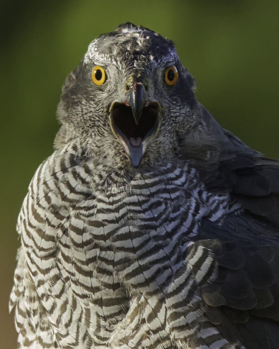 Eurasian Goshawk - ML613768115