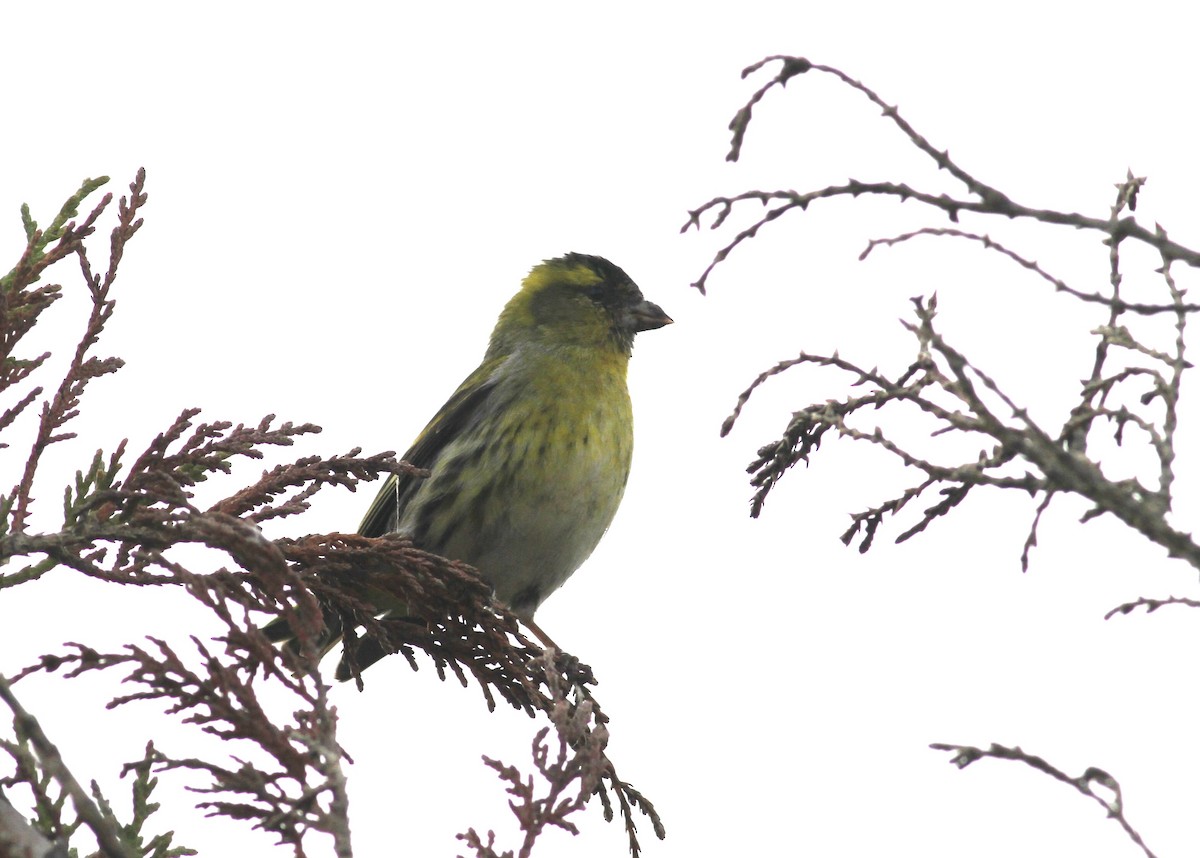 Eurasian Siskin - Helder Cardoso