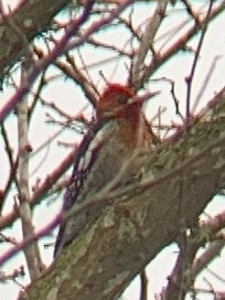 Red-breasted Sapsucker - ML613768133