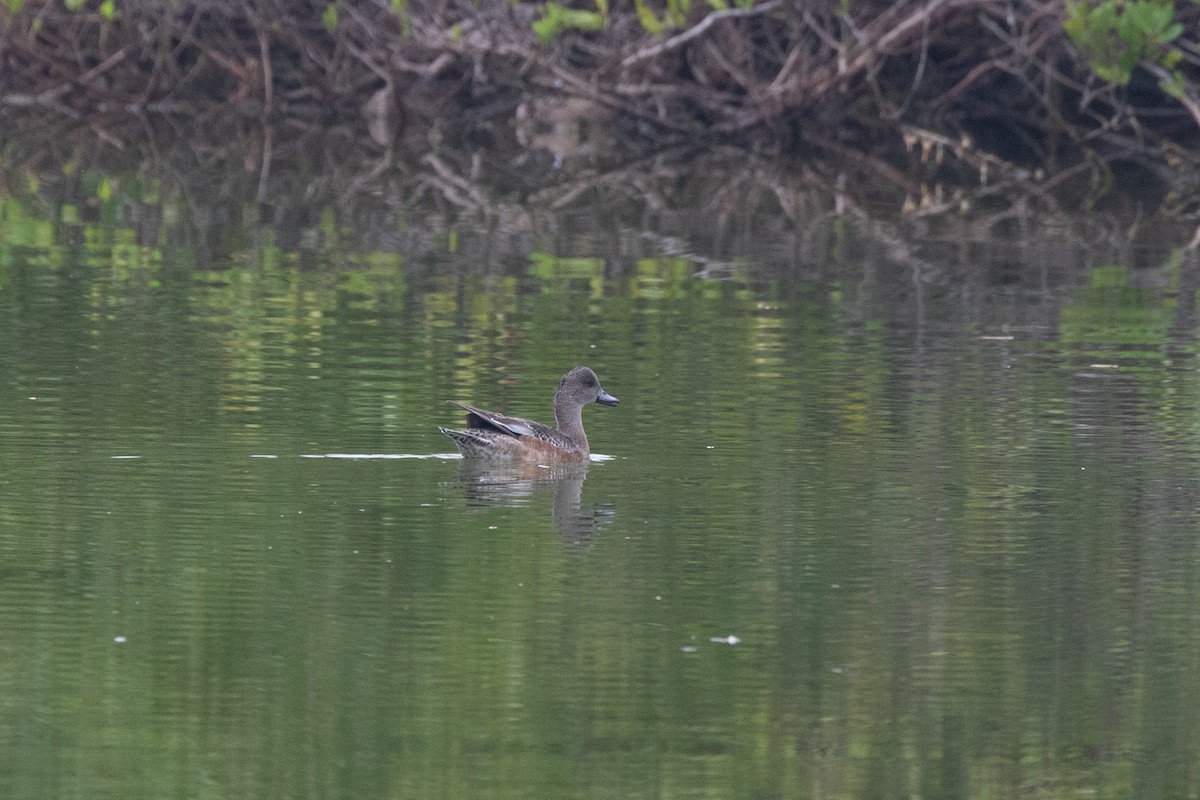 American Wigeon - ML613768154