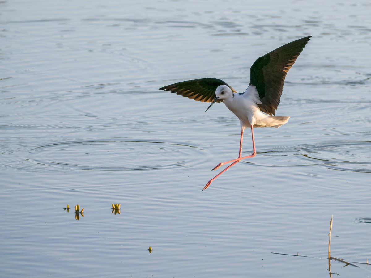 Black-winged Stilt - ML613768183