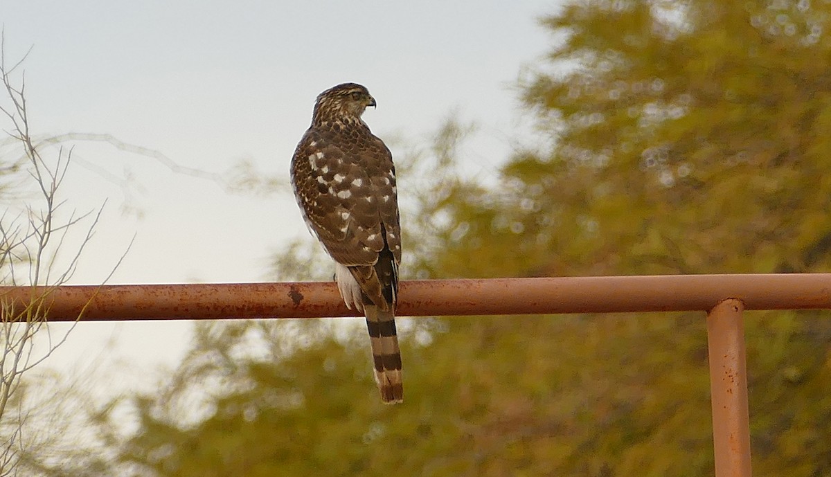 Cooper's Hawk - ML613768213