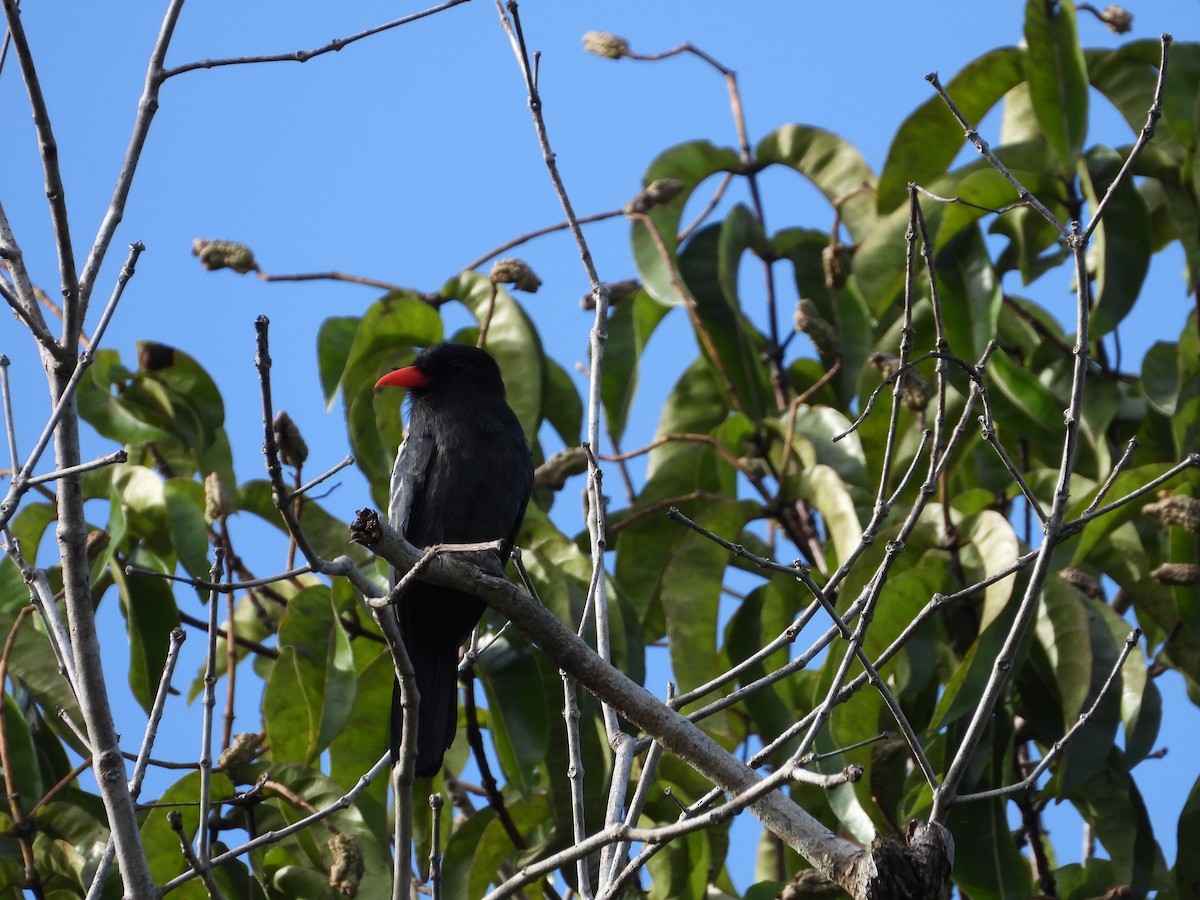 Black Nunbird - ML613768255