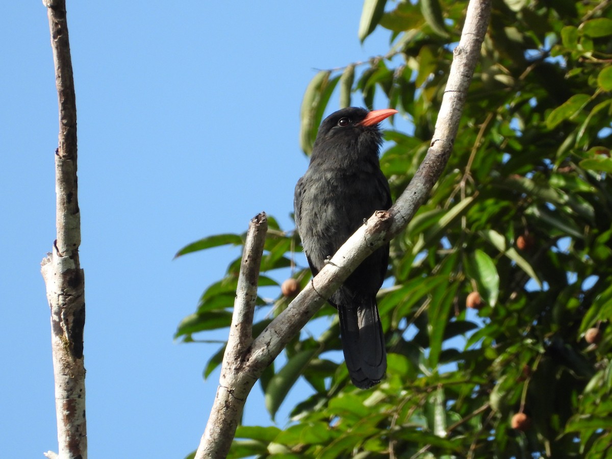 Black Nunbird - Maddie  Pearson