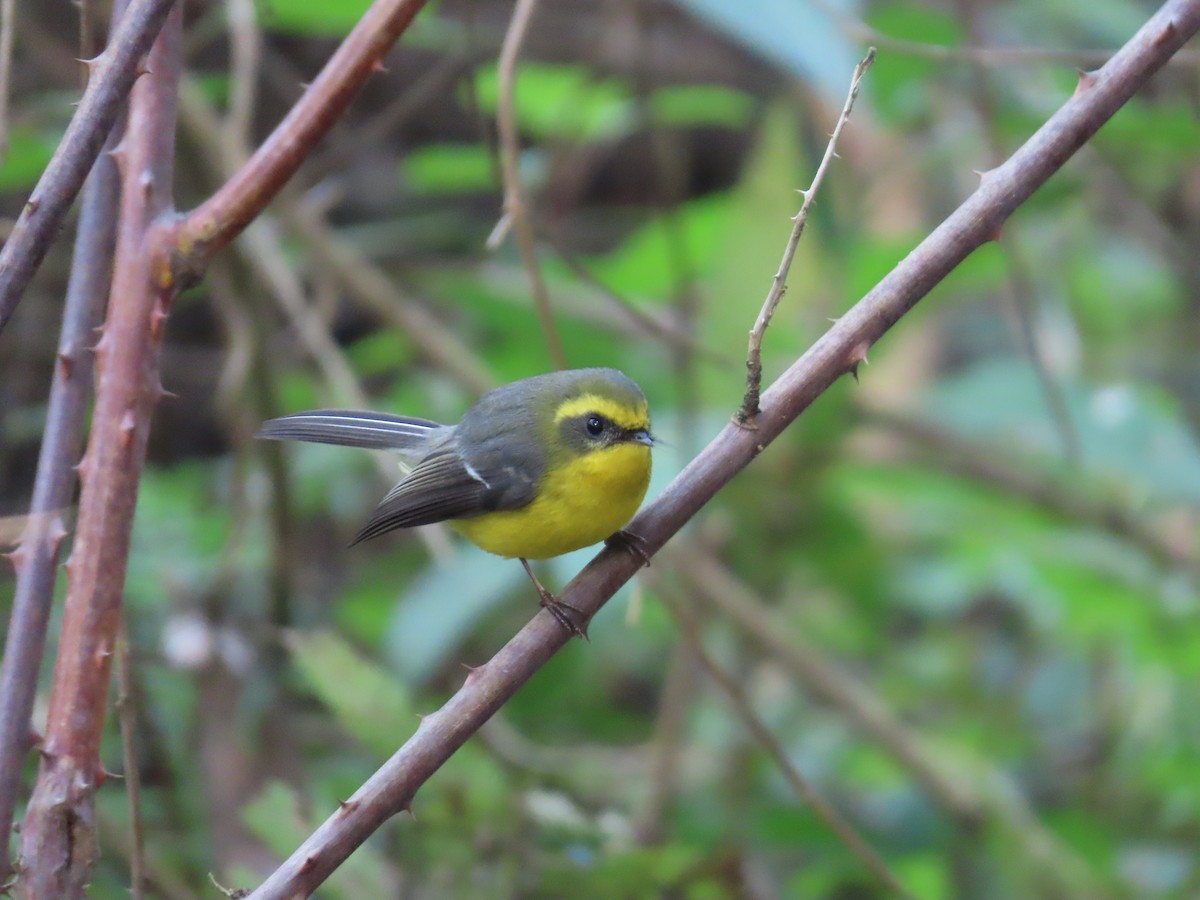 Yellow-bellied Fairy-Fantail - ML613768259