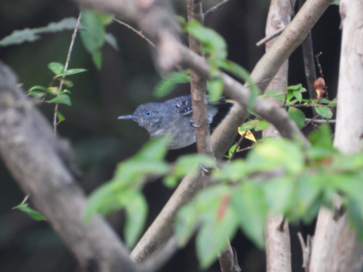 Black-chinned Antbird - Maddie  Pearson