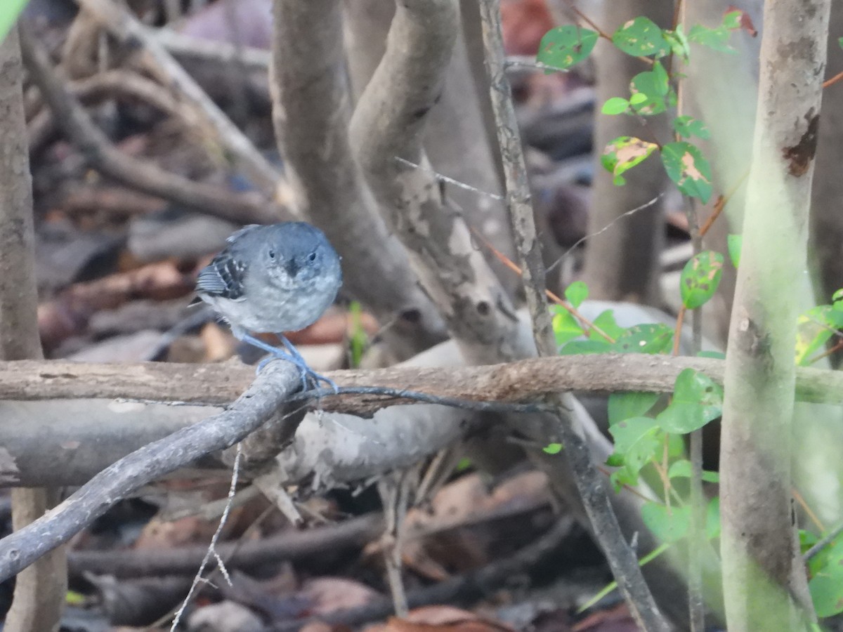 Black-chinned Antbird - ML613768276