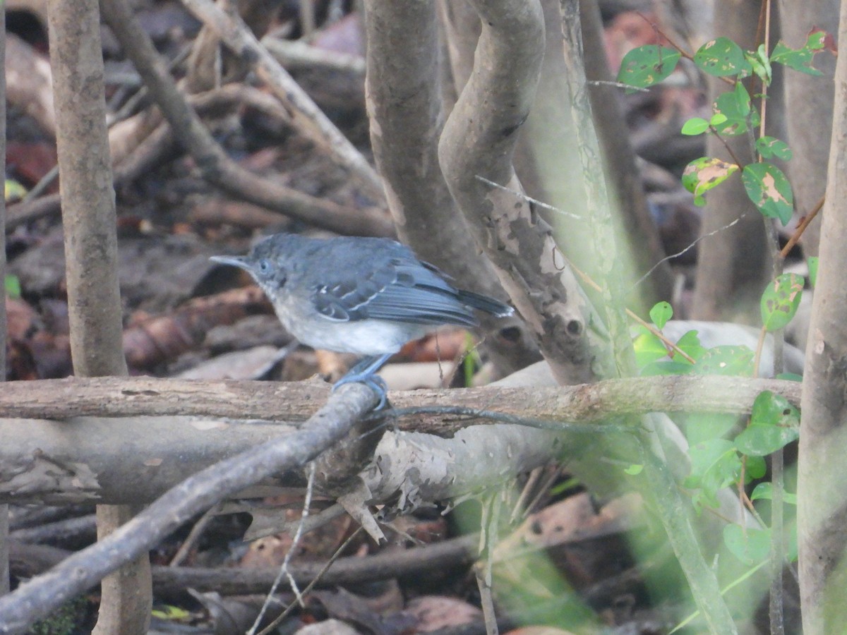 Black-chinned Antbird - Maddie  Pearson