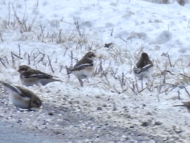 Snow Bunting - Jeff Goff