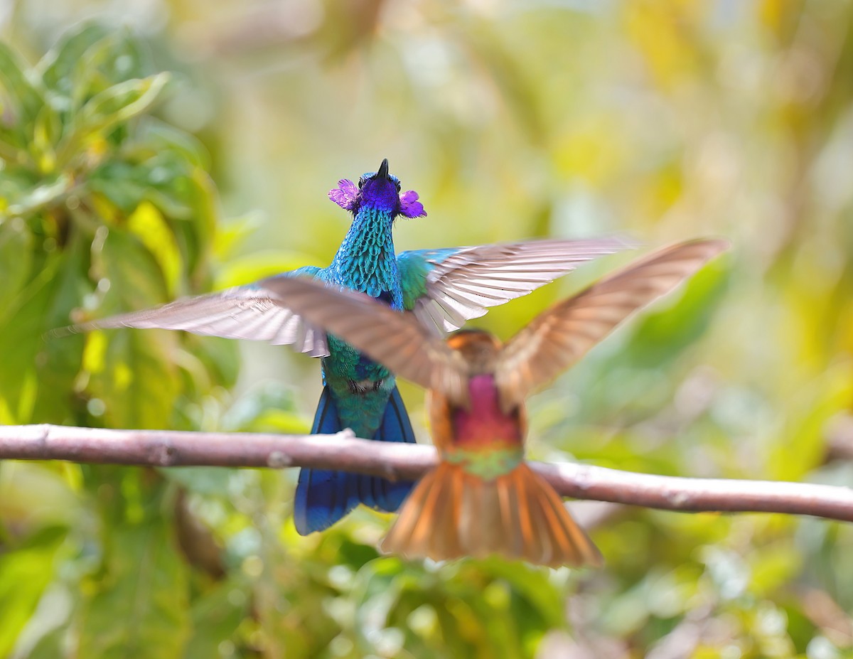 kolibřík modrolící - ML613768376