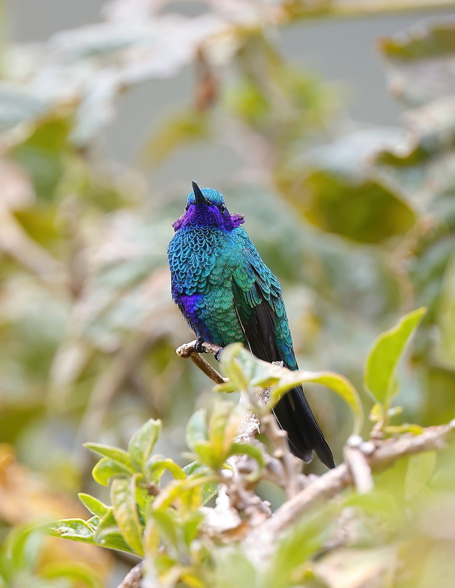 kolibřík modrolící - ML613768392