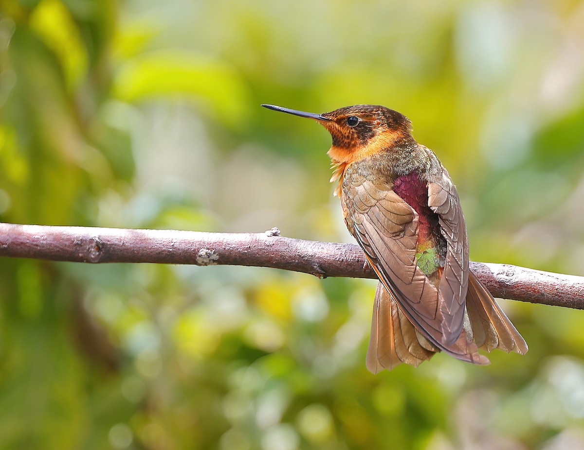 kolibřík duhovohřbetý - ML613768413