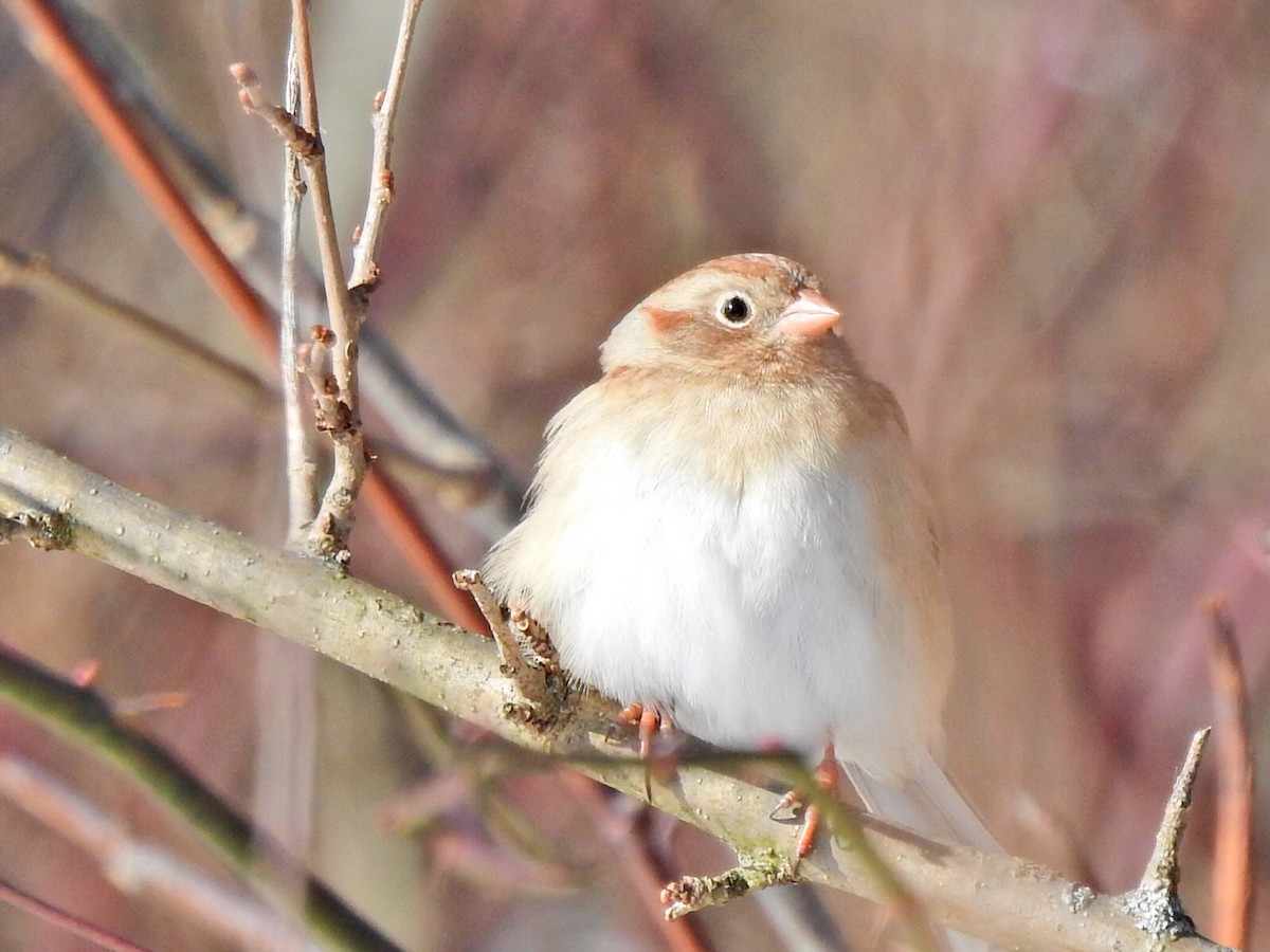 Field Sparrow - Jeff Goff