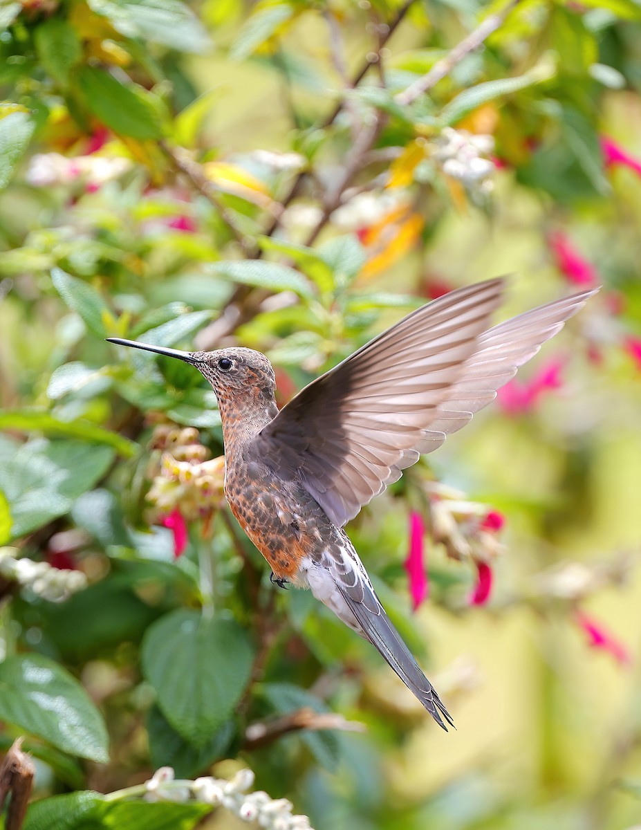Giant Hummingbird - Robert Martinez