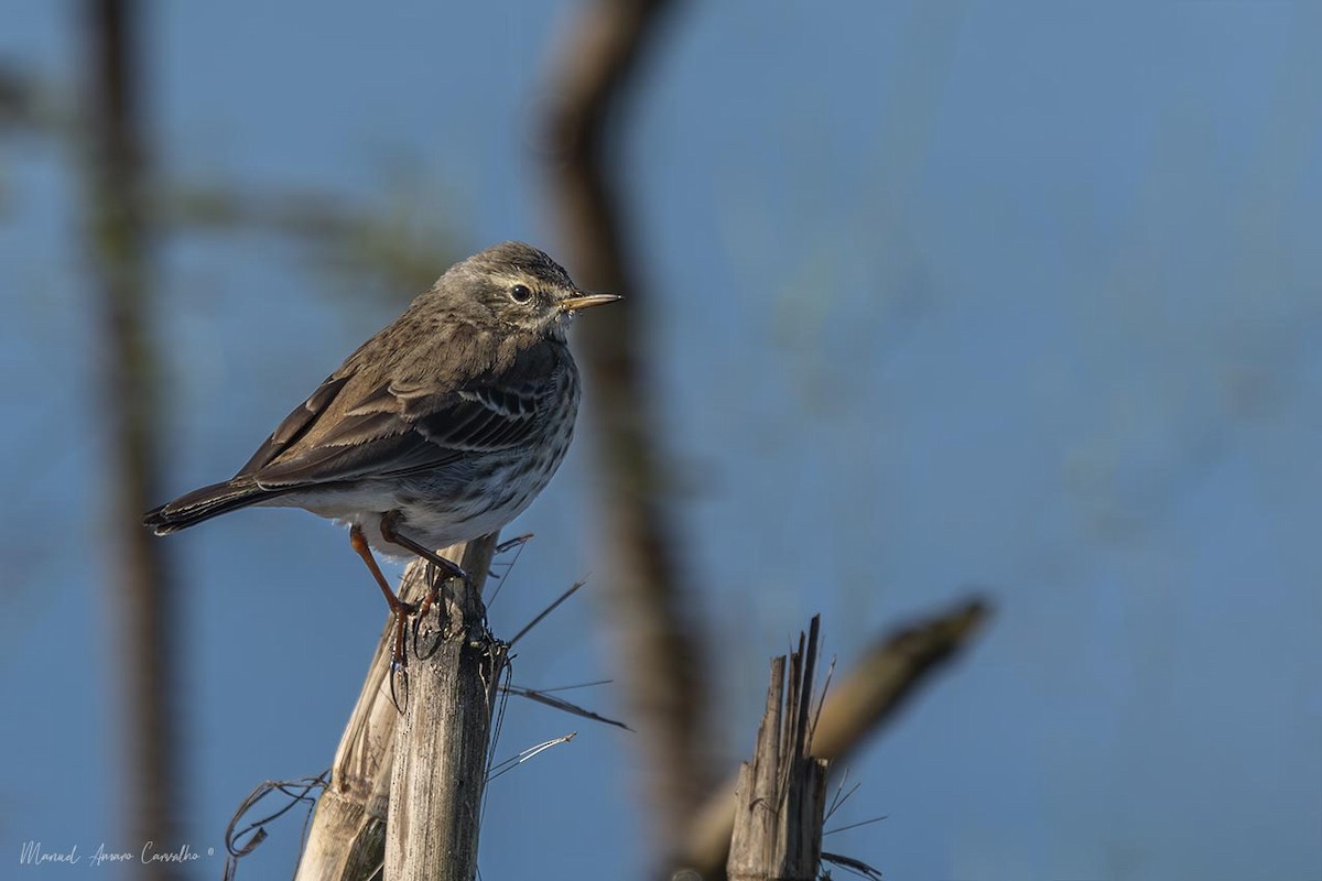 Water Pipit - ML613768457