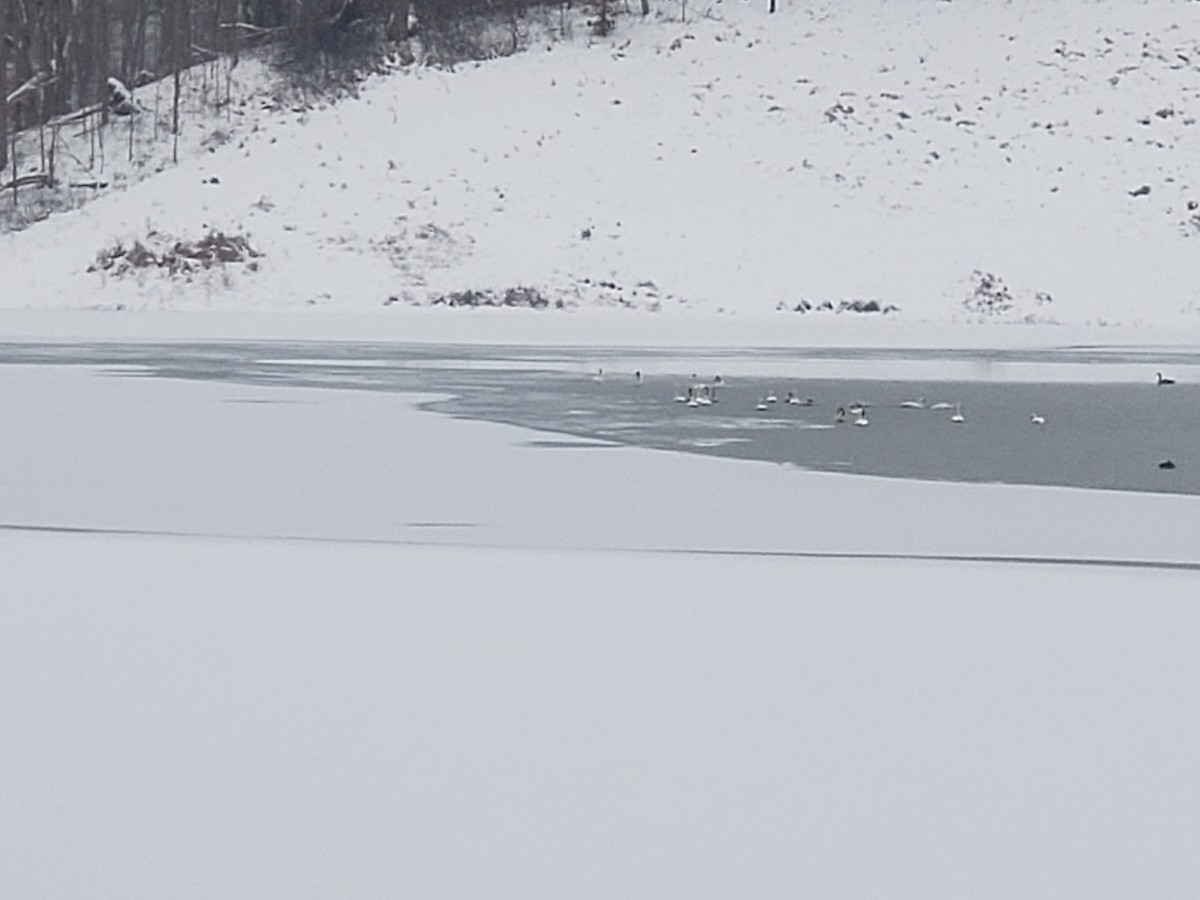 Tundra Swan - Anonymous