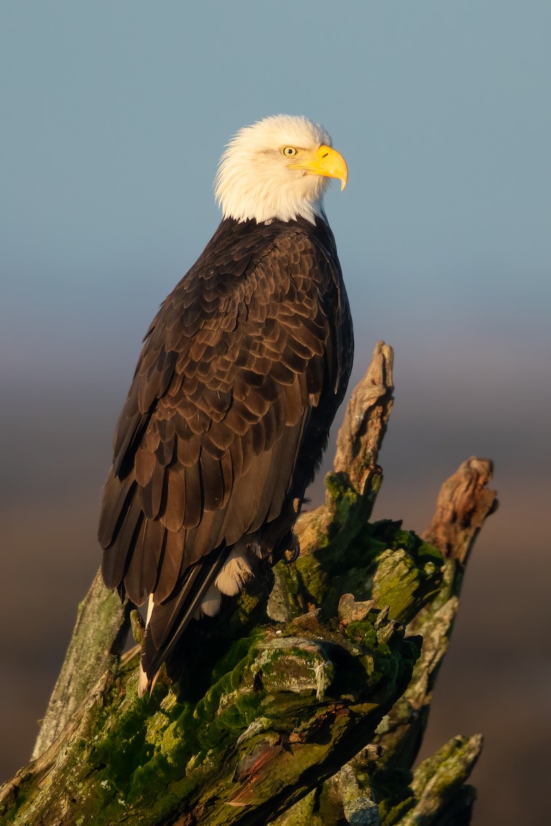 Bald Eagle - Ilya Povalyaev