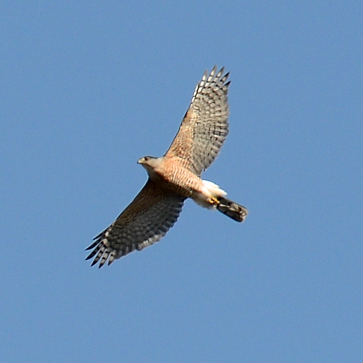 Cooper's Hawk - ML613768509