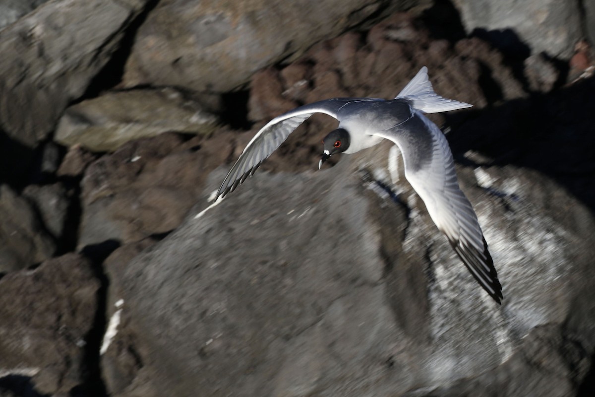Галапагосская чайка - ML613768525