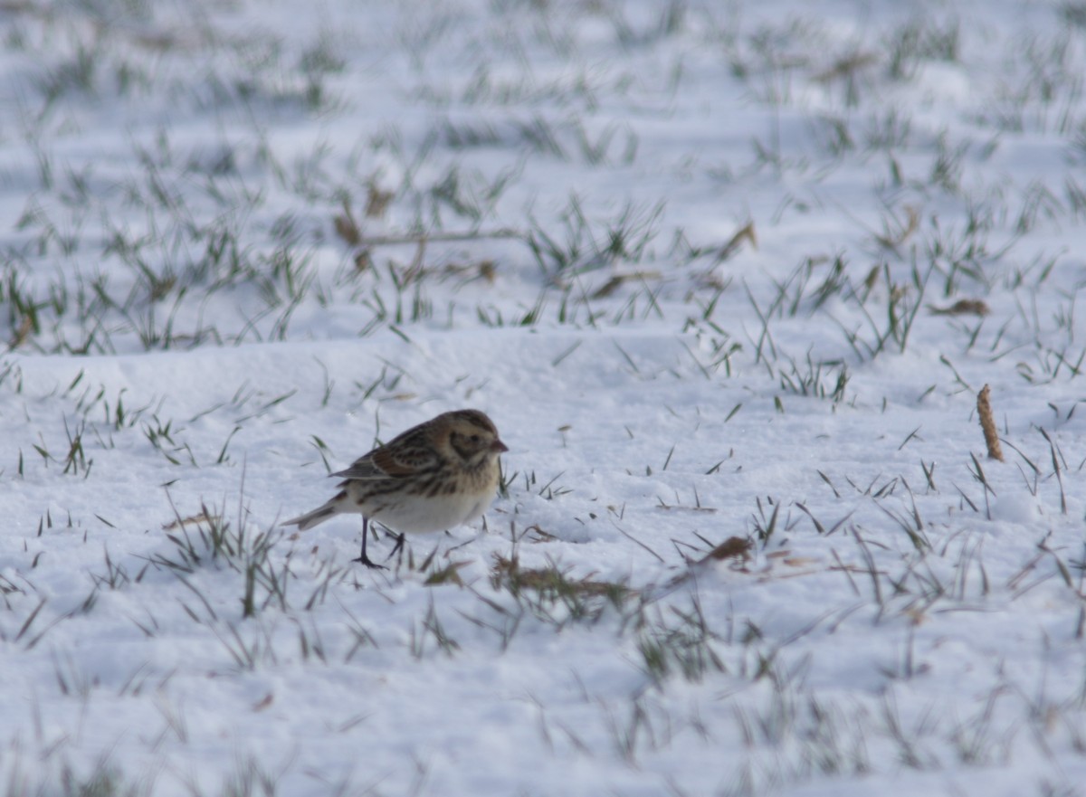 Lapland Longspur - ML613768608