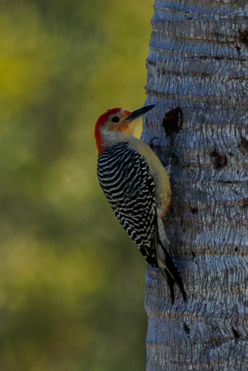 Red-bellied Woodpecker - Rick Davis