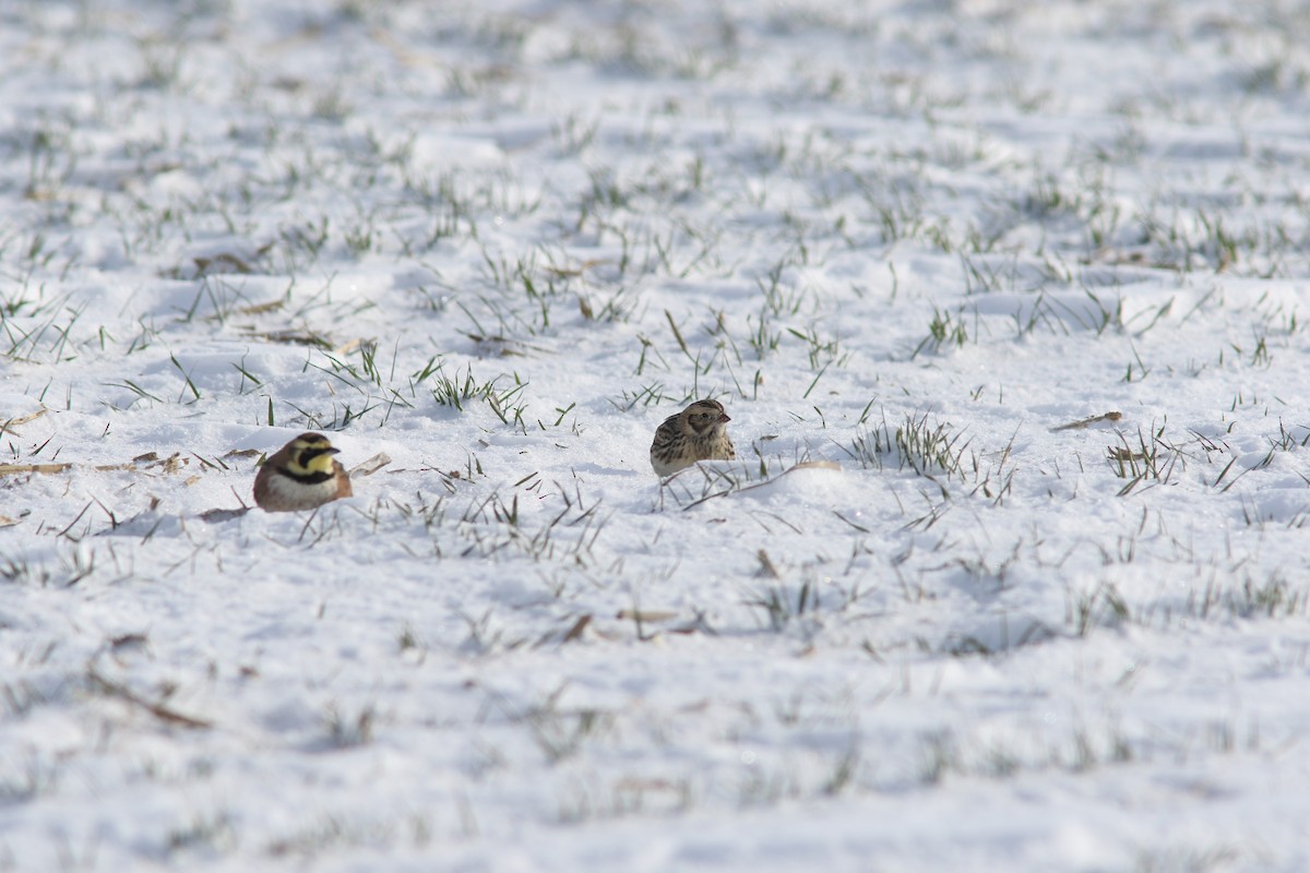 Lapland Longspur - ML613768689