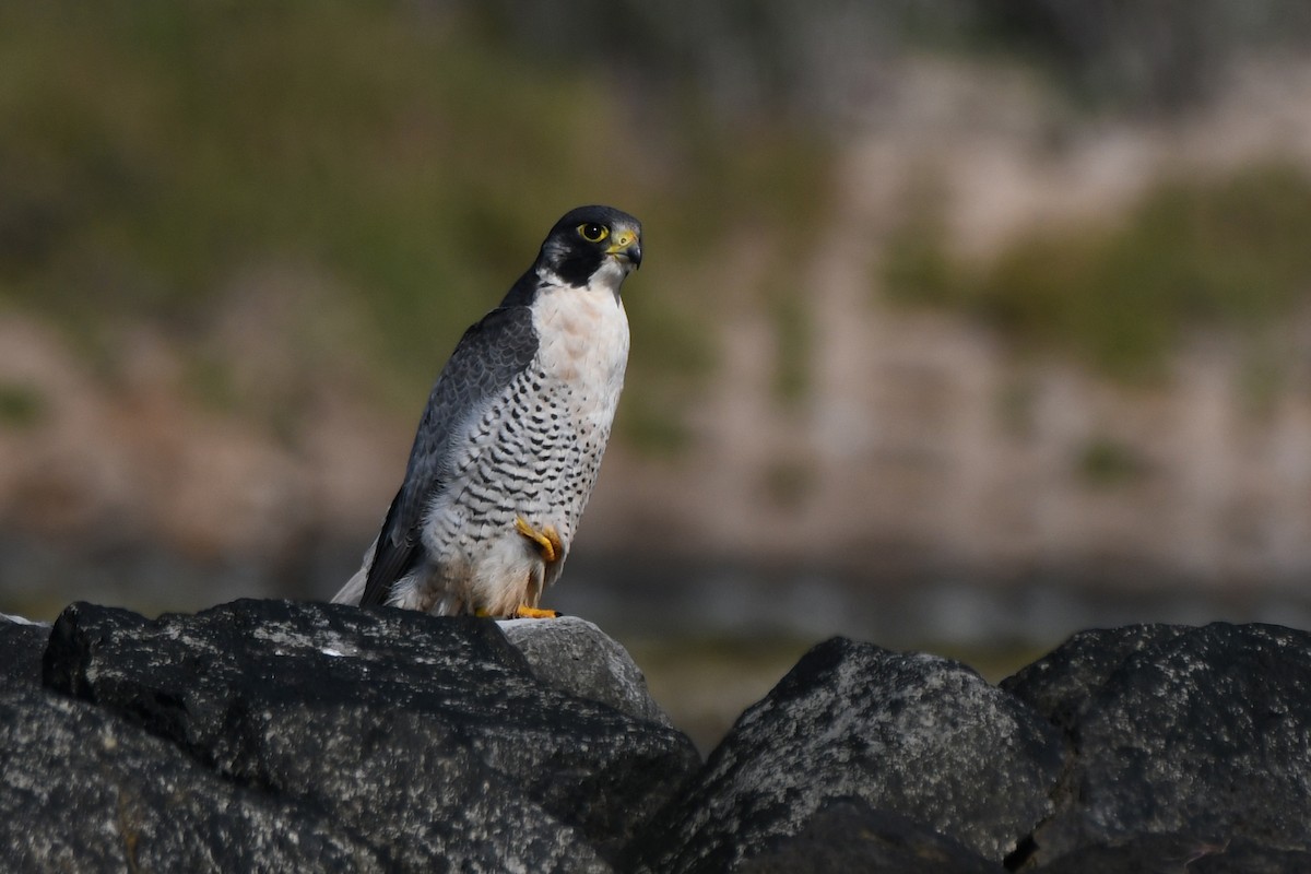 Peregrine Falcon - ML613768713